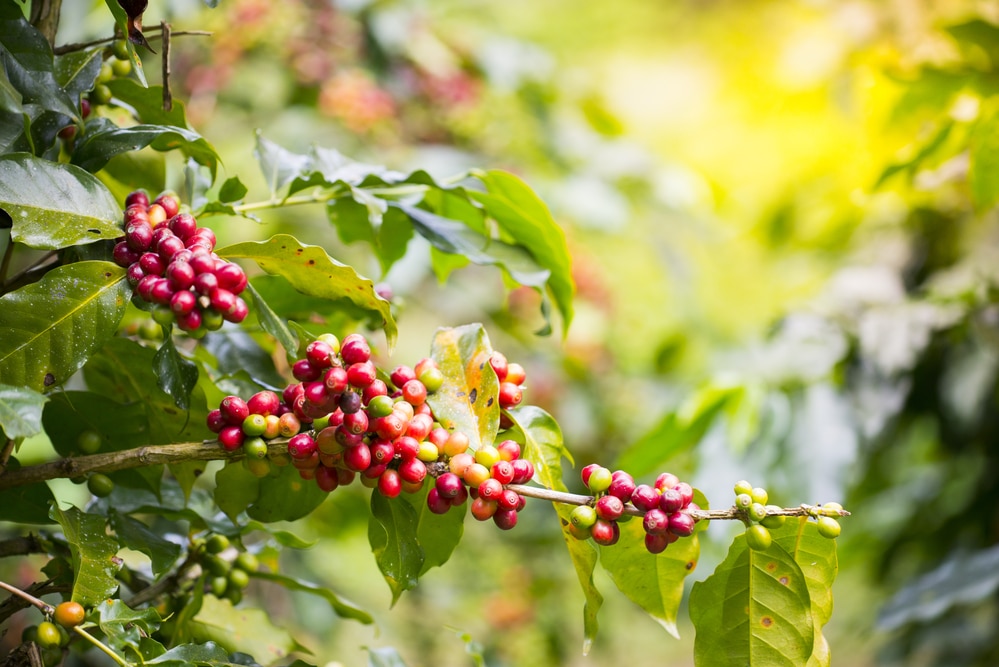 how are coffee beans grown